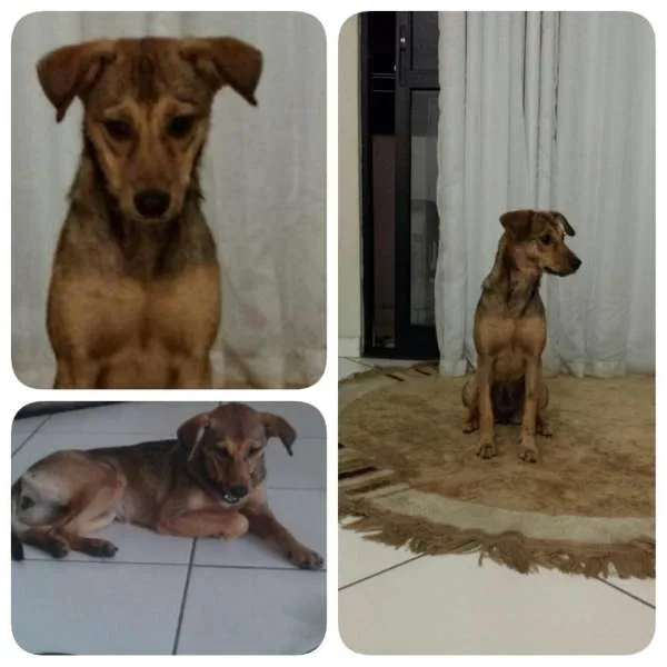 Cachorro raça  idade 7 a 11 meses nome Dalila