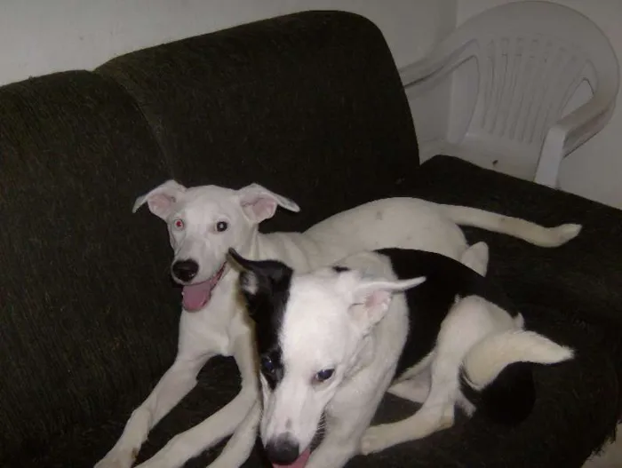 Cachorro ra a SRD idade 7 a 11 meses nome Cadelinhas
