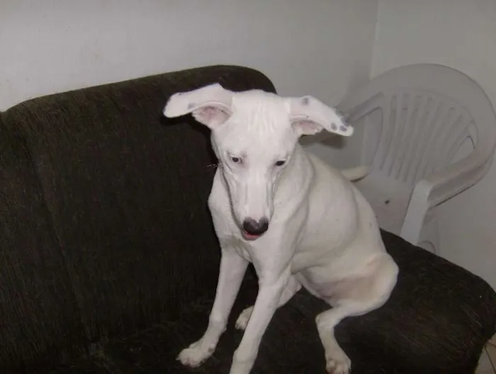 Cachorro ra a SRD idade 7 a 11 meses nome Cadelinhas