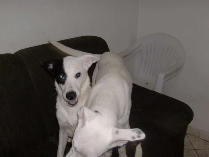 Cachorro ra a SRD idade 7 a 11 meses nome Cadelinhas