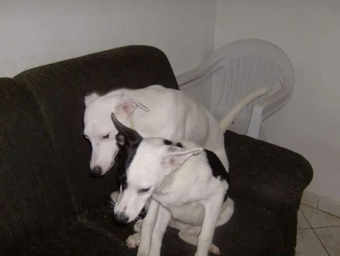 Cachorro ra a SRD idade 7 a 11 meses nome Cadelinhas