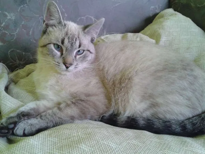Gato ra a  idade 1 ano nome Sem Nome