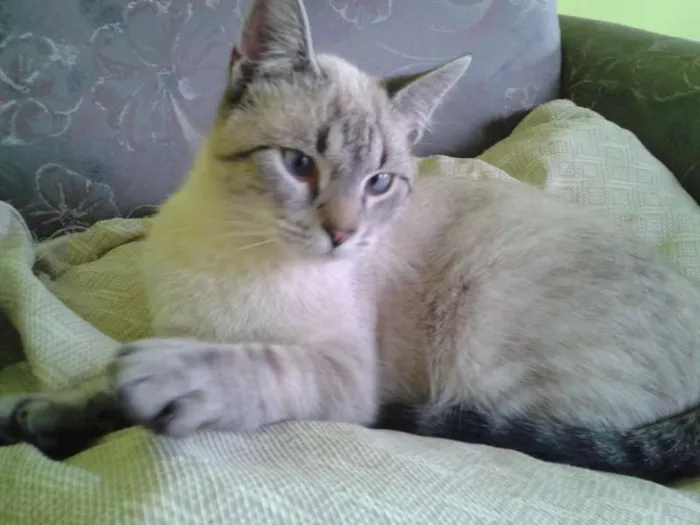Gato ra a  idade 1 ano nome Sem Nome