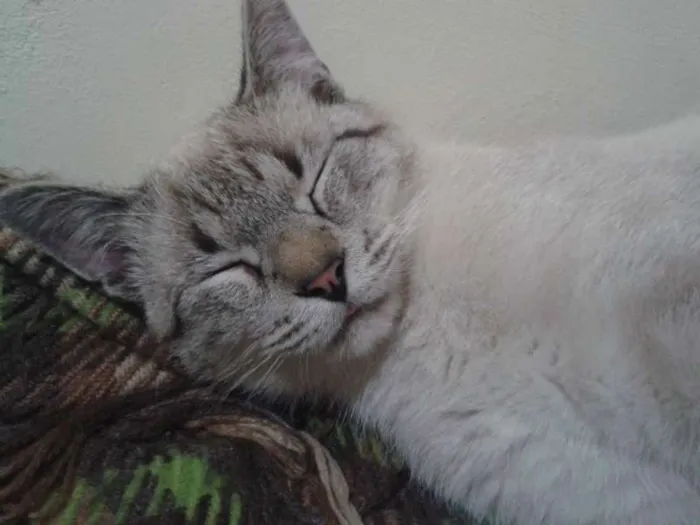 Gato ra a  idade 1 ano nome Sem Nome