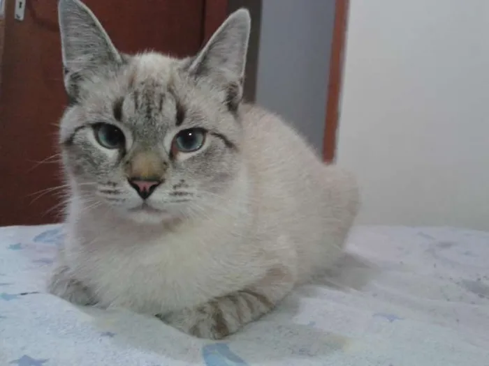 Gato ra a  idade 1 ano nome Sem Nome