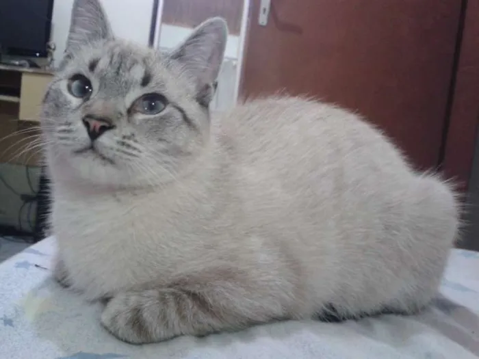 Gato ra a  idade 1 ano nome Sem Nome