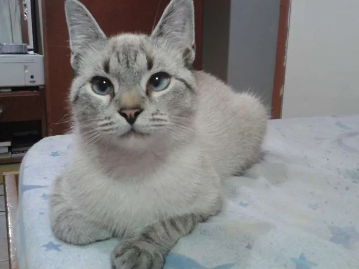 Gato ra a  idade 1 ano nome Sem Nome