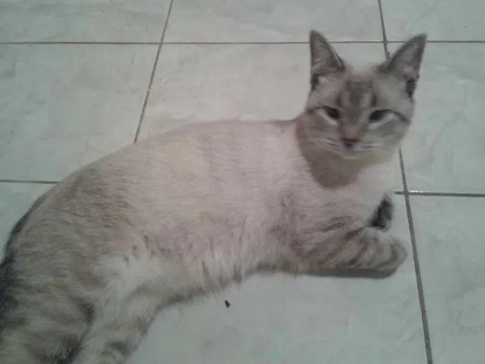 Gato ra a  idade 1 ano nome Sem Nome