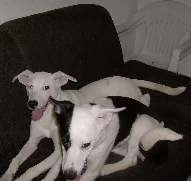 Cachorro ra a SRD idade 7 a 11 meses nome Cadelinhas