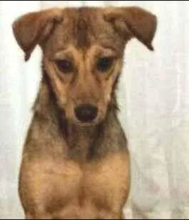 Cachorro raça  idade 7 a 11 meses nome Dalila