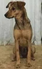 Cachorro raça  idade 7 a 11 meses nome Dalila