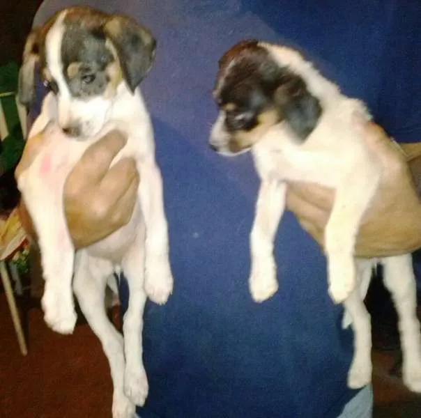 Cachorro raça  idade 2 a 6 meses nome Bebes