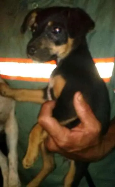 Cachorro raça  idade 2 a 6 meses nome Bebes
