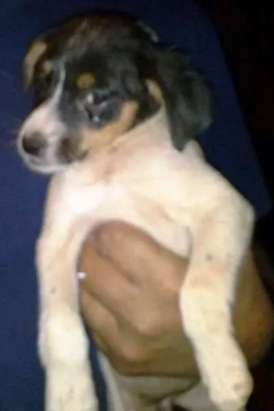 Cachorro raça  idade 2 a 6 meses nome Bebes