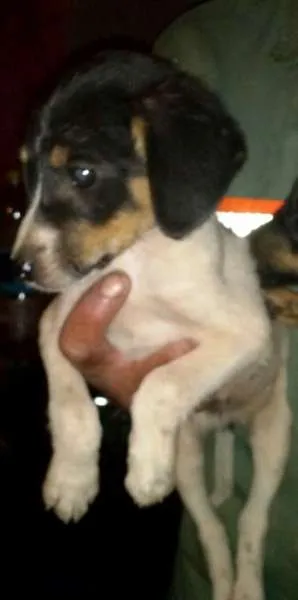 Cachorro raça  idade 2 a 6 meses nome Bebes