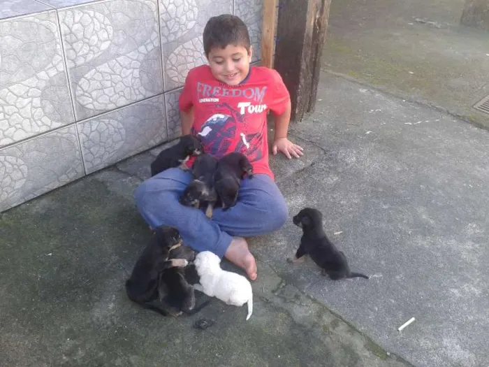 Cachorro ra a vira lata  idade 2 a 6 meses nome varios sem nome 