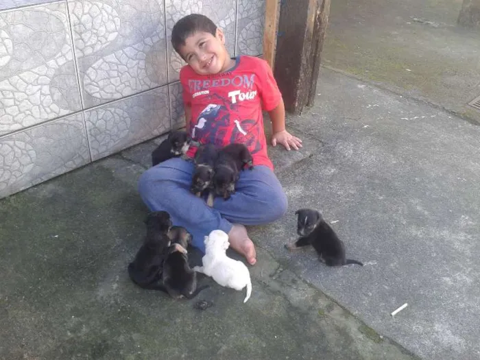 Cachorro ra a vira lata  idade 2 a 6 meses nome varios sem nome 