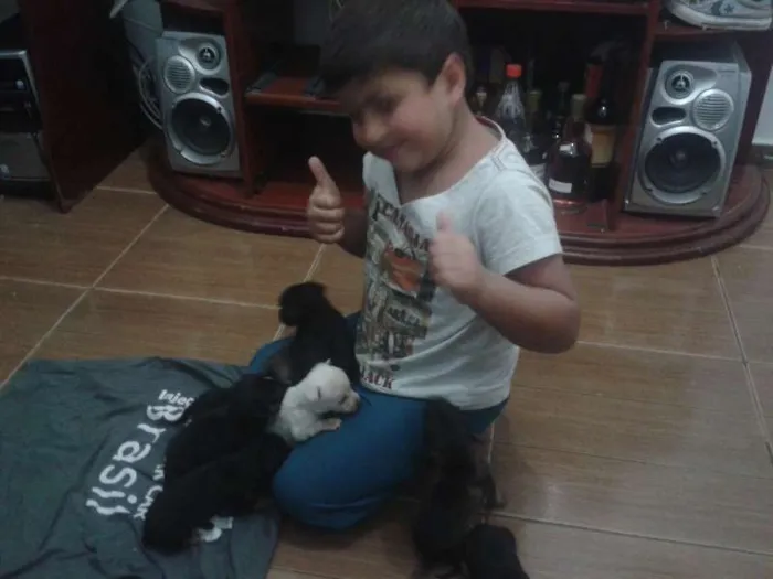 Cachorro ra a vira lata  idade 2 a 6 meses nome varios sem nome 