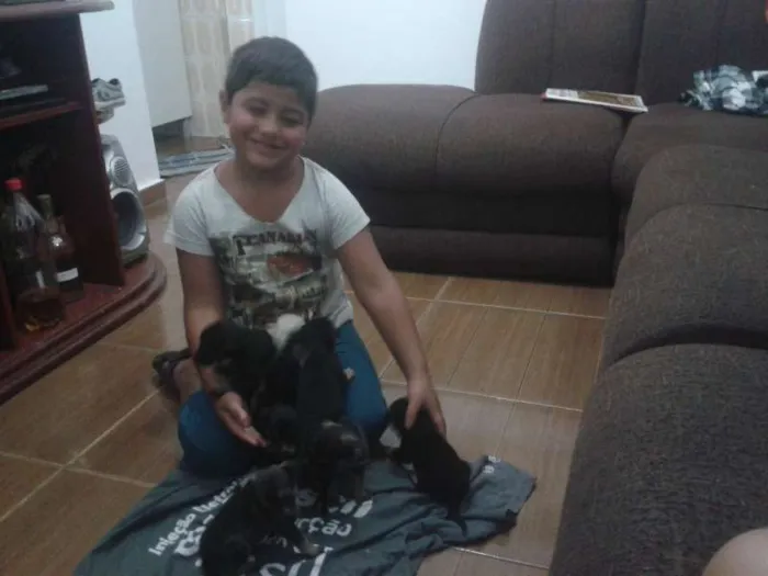 Cachorro ra a vira lata  idade 2 a 6 meses nome varios sem nome 