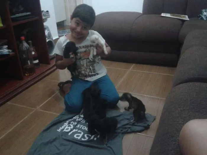Cachorro ra a vira lata  idade 2 a 6 meses nome varios sem nome 