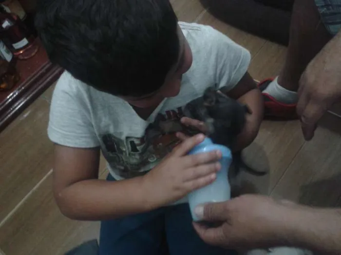 Cachorro ra a vira lata  idade 2 a 6 meses nome varios sem nome 