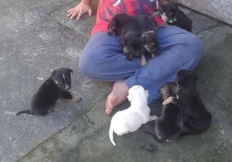 Cachorro ra a vira lata  idade 2 a 6 meses nome varios sem nome 