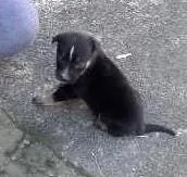 Cachorro raça vira lata  idade 2 a 6 meses nome varios sem nome 