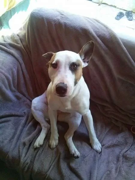 Cachorro ra a Bull Terrier (mestiço) idade 1 ano nome Bella