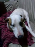 Bella
