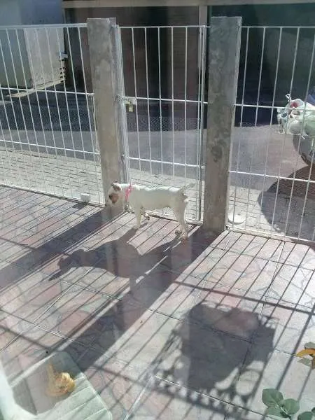 Cachorro ra a Bull Terrier (mestiço) idade 1 ano nome Bella