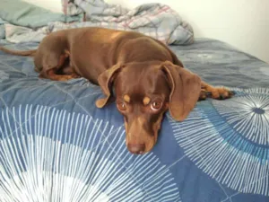 Cachorro raça Basset-Cofap idade 5 anos nome Belinha GRATIFICA