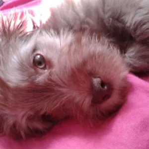 Cachorro raça vira lata idade 1 ano nome Mione
