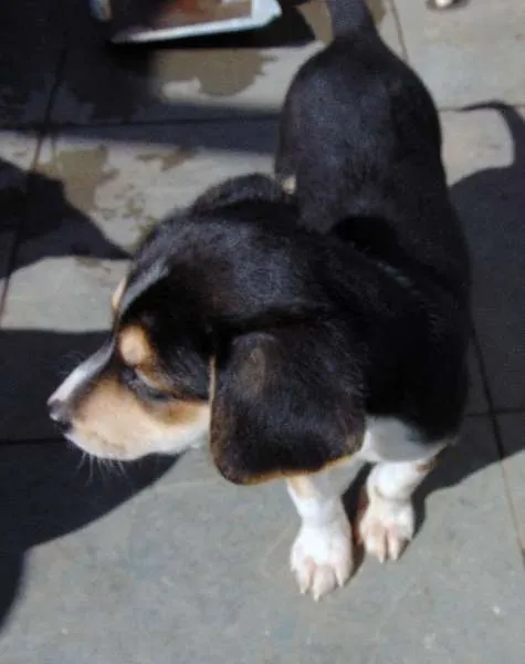 Cachorro ra a SRD idade 2 a 6 meses nome Lola
