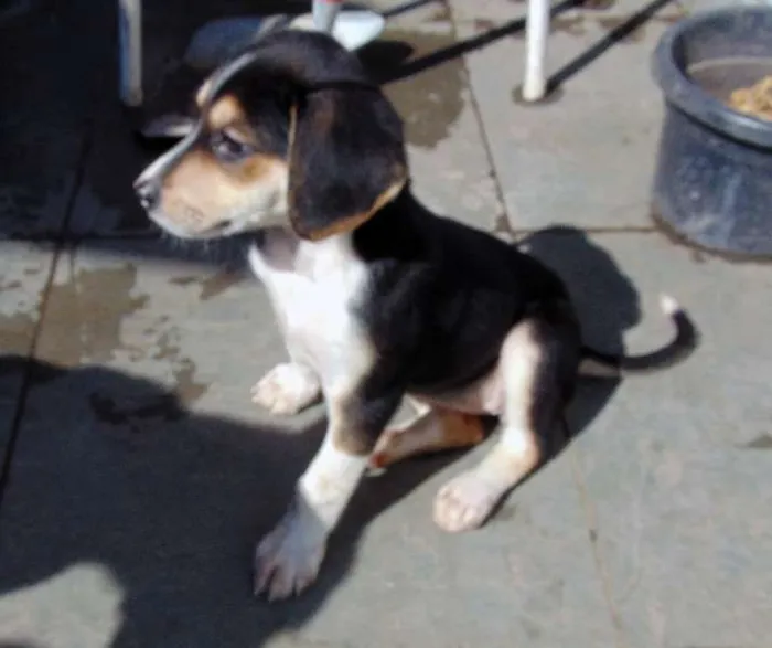Cachorro ra a SRD idade 2 a 6 meses nome Lola