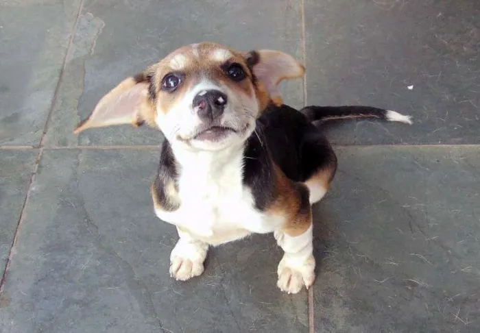 Cachorro ra a SRD idade 2 a 6 meses nome Lola