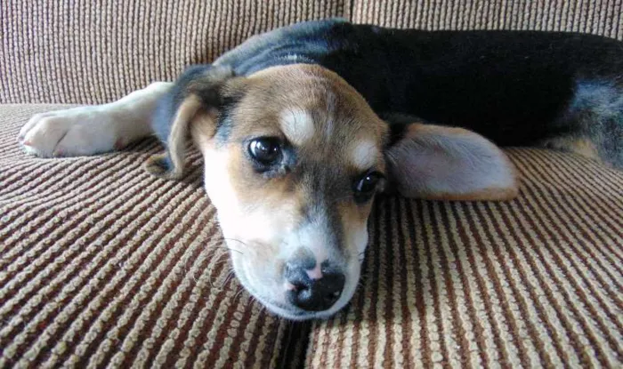 Cachorro ra a SRD idade 2 a 6 meses nome Lola
