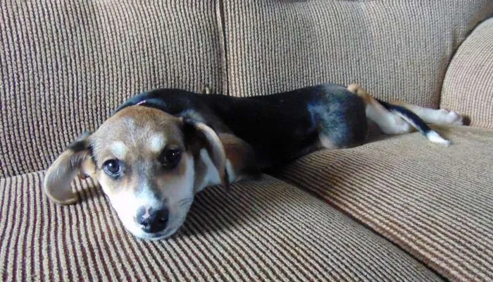 Cachorro ra a SRD idade 2 a 6 meses nome Lola