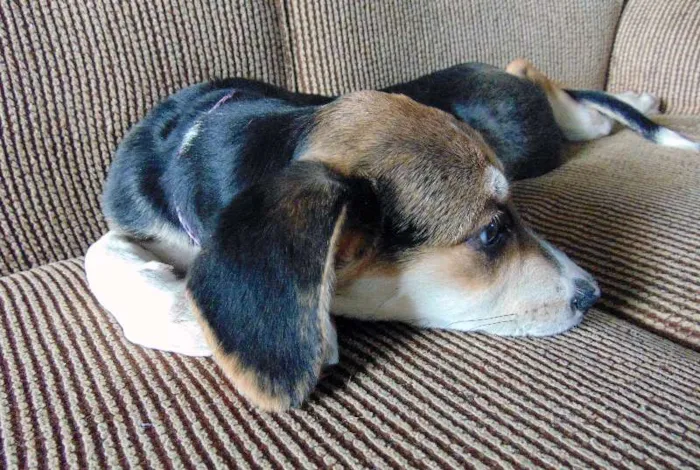 Cachorro ra a SRD idade 2 a 6 meses nome Lola