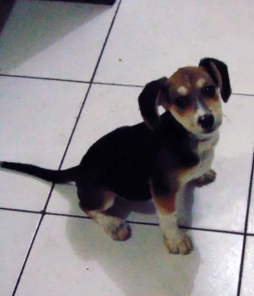 Cachorro ra a SRD idade 2 a 6 meses nome Lola
