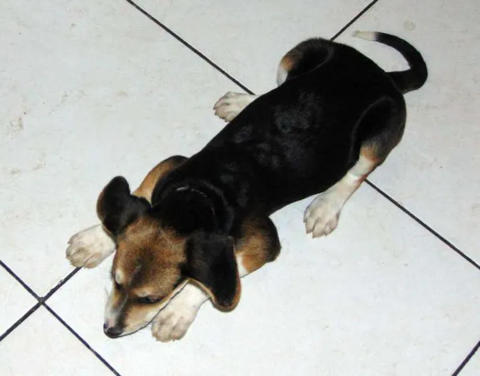 Cachorro ra a SRD idade 2 a 6 meses nome Lola