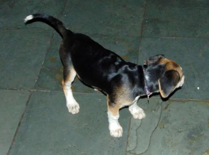 Cachorro ra a SRD idade 2 a 6 meses nome Lola
