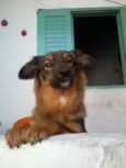 Cachorro raça vira lata idade 2 anos nome Mel