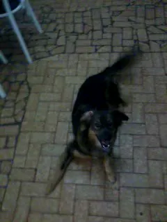 Cachorro raça vira lata idade 2 anos nome Mel