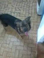 Cachorro raça vira lata idade 2 anos nome Mel