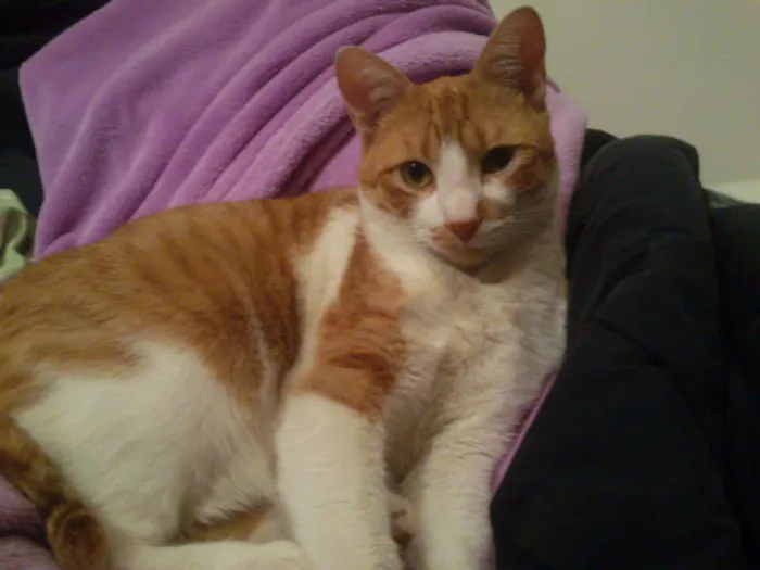 Gato ra a SRD idade 2 anos nome NIKI