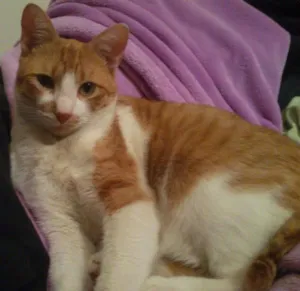 Gato raça SRD idade 2 anos nome NIKI