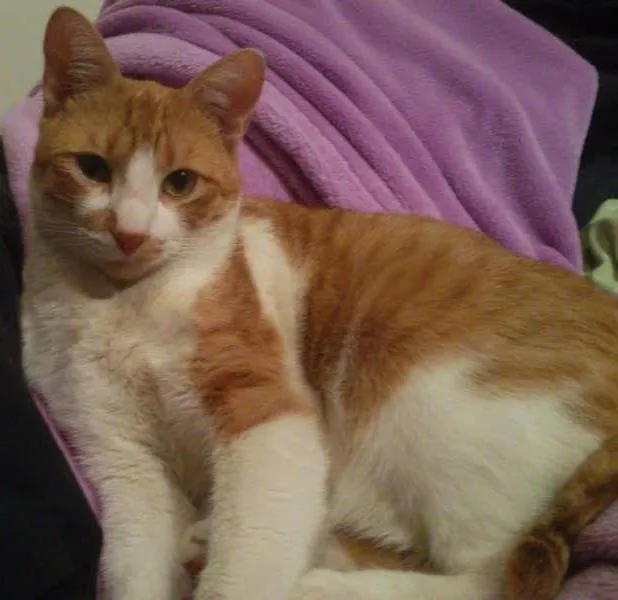Gato ra a SRD idade 2 anos nome NIKI