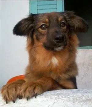 Cachorro raça vira lata idade 2 anos nome Mel