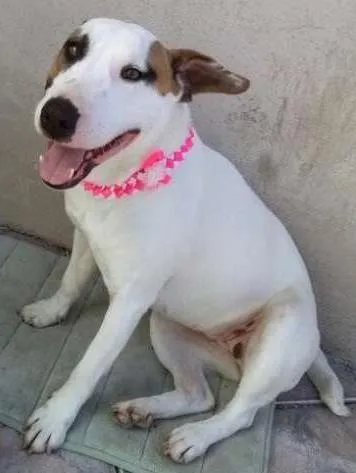 Cachorro ra a Bull Terrier (mestiço) idade 1 ano nome Bella