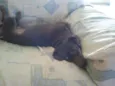 Belinha GRATIFICA